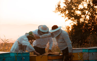 Apiários e Comunidades: Como a Produção de Mel Gera Impacto Social Positivo