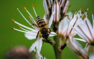 Educação Ambiental e a Preservação das Abelhas