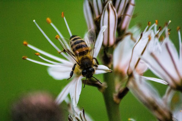 Educação Ambiental e a Preservação das Abelhas