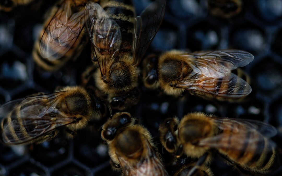 Parcerias para o Futuro: O Papel das Universidades e o Alojamento no Apiário Pollack