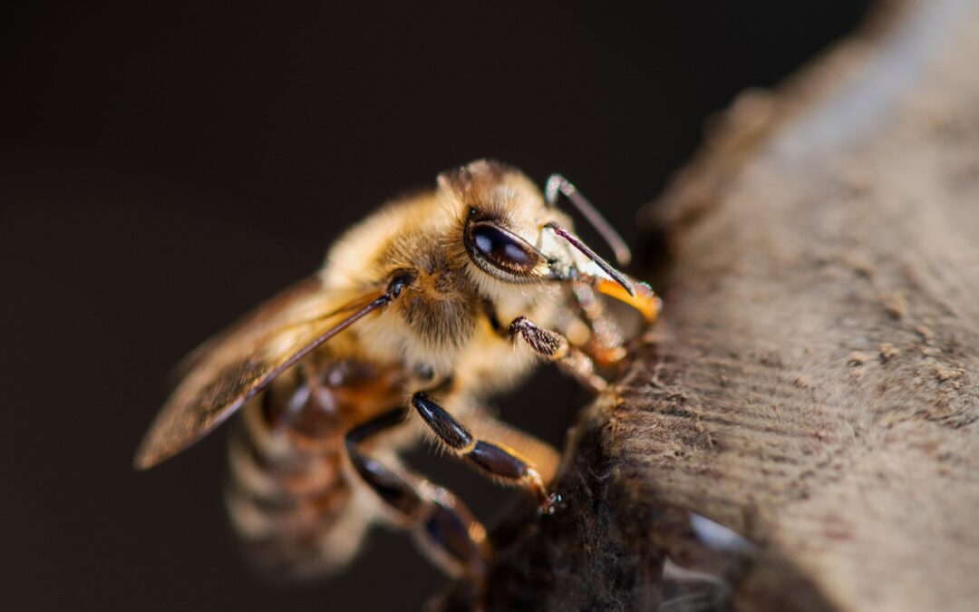 A Contribuição das Abelhas para a Biodiversidade
